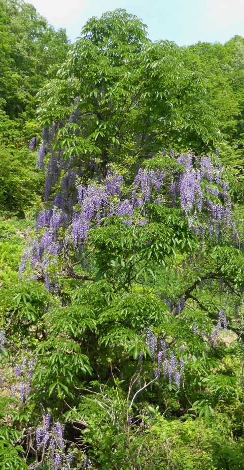 P1150281.jpg