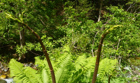 P1150261.jpg