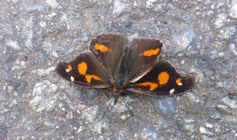 P1150440テングチョウ.jpg